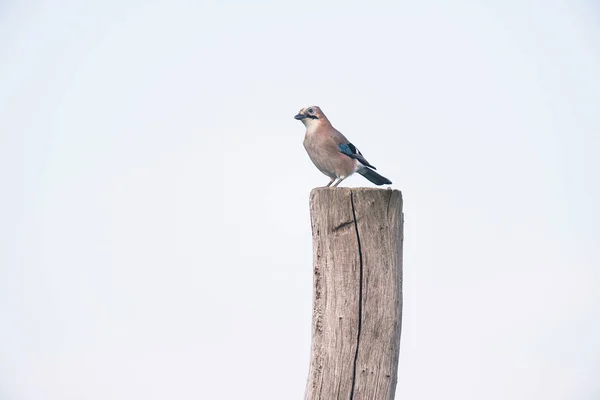 Eurasian jay perching on wood — Stock Photo, Image