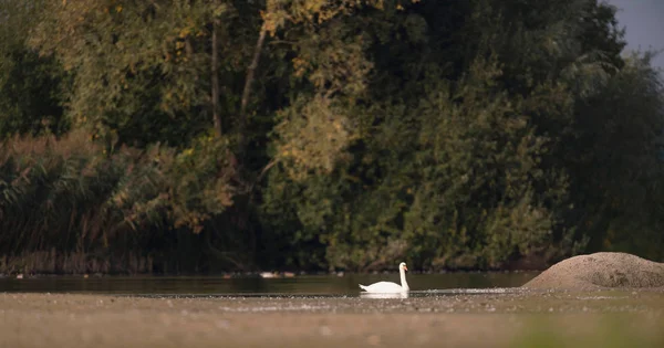 Cisne mudo flotando en el agua —  Fotos de Stock