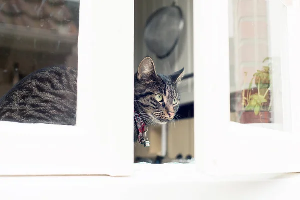 Cyperse kat op zoek door raam — Stockfoto