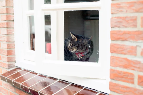 Tabby cat looking through window — Stock Photo, Image
