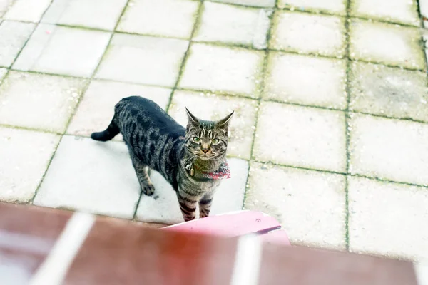 Симпатичная табби-кошка в саду — стоковое фото