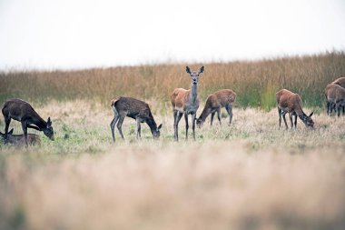 Hinds sürüsü otlatma 