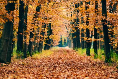 Sonbahar ormanlarında yol.