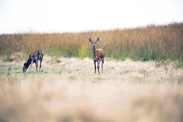 Alerte cerf rouge debout sur le terrain — Photo