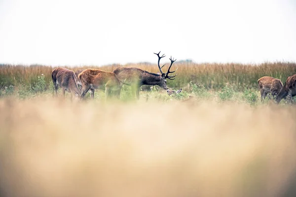 Ciervo rojo ciervo —  Fotos de Stock