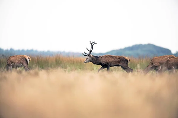 Cerf rouge cerf marche dans le champ — Photo