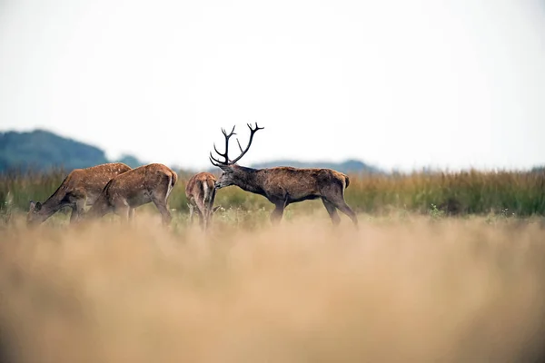 Red Deer w dziedzinie — Zdjęcie stockowe