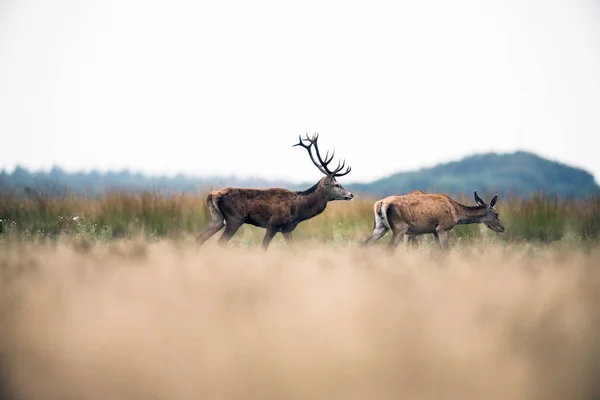 Ciervo rojo caminando en el campo —  Fotos de Stock