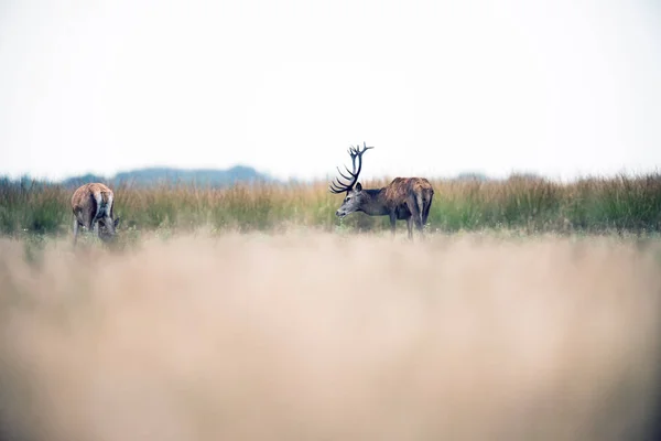 Grazing ciervo rojo en el campo —  Fotos de Stock