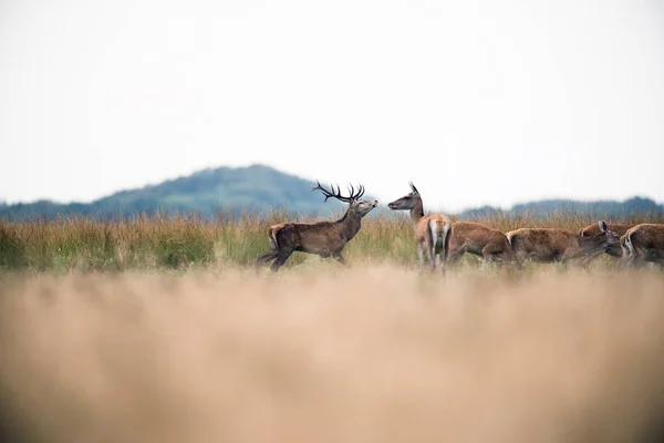 Rode herten in de bronsttijd hert — Stockfoto