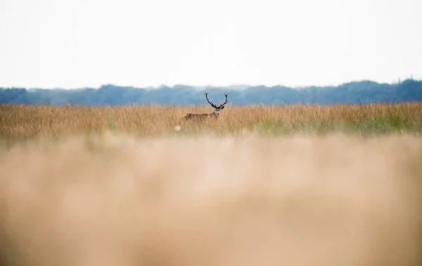 Ciervo rojo de pie en la hierba — Foto de Stock