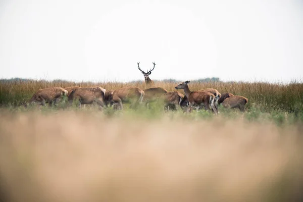 Cerf rouge debout dans l'herbe — Photo