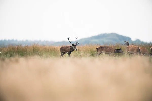 Ελάφι κόκκινο ελάφι σε rutting εποχής — Φωτογραφία Αρχείου