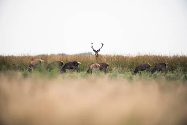 Cerf rouge debout dans l'herbe — Photo