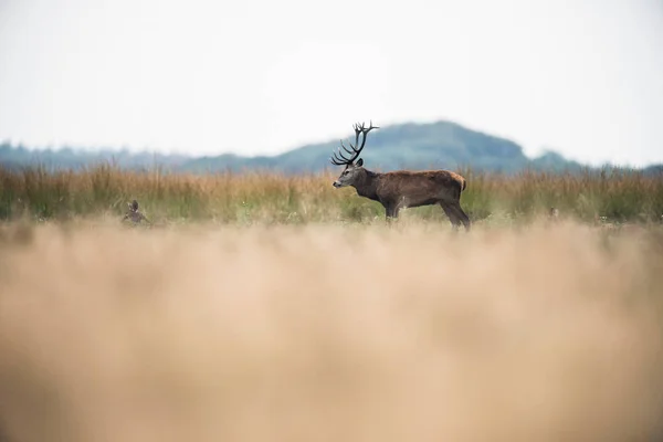 Cerf rouge debout dans l'herbe — Photo