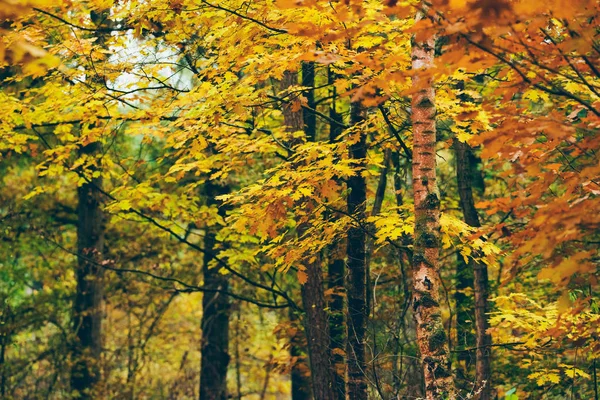 Hojas en bosque de otoño —  Fotos de Stock