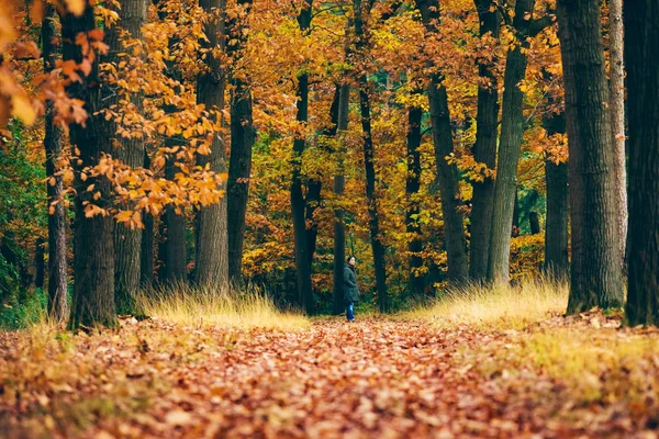 Sonbahar ormanda duran kadın — Stok fotoğraf