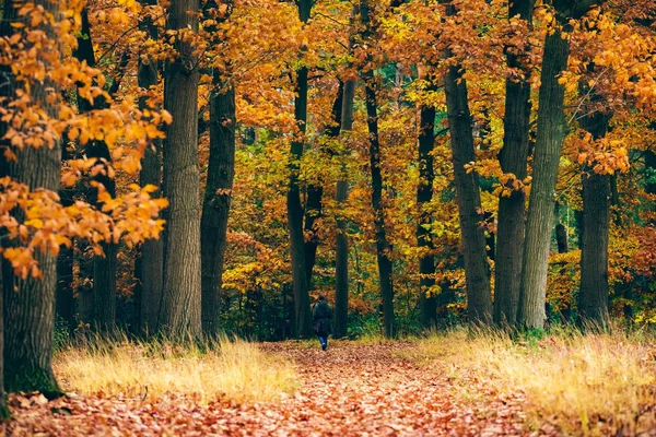 Sonbahar ormanlarında yürüyen bir kadın — Stok fotoğraf