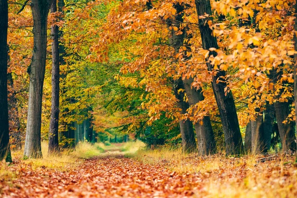 Camino en el bosque de otoño. —  Fotos de Stock