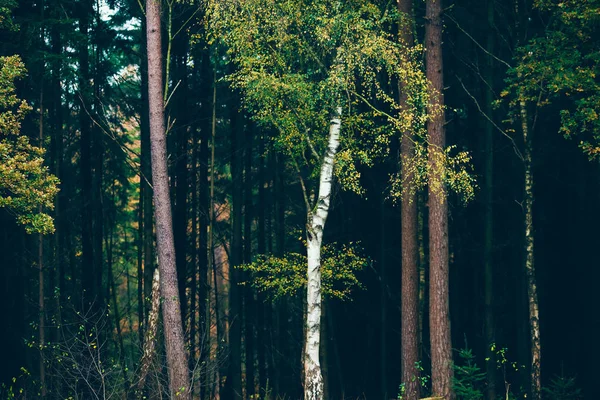 Berkenbomen tegen dennenbos — Stockfoto