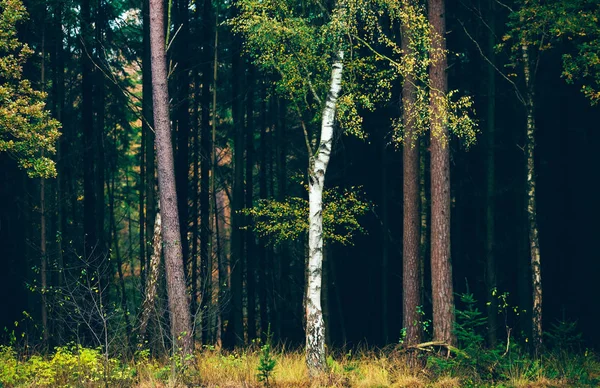 Birch trees against pine forest — Stock Photo, Image