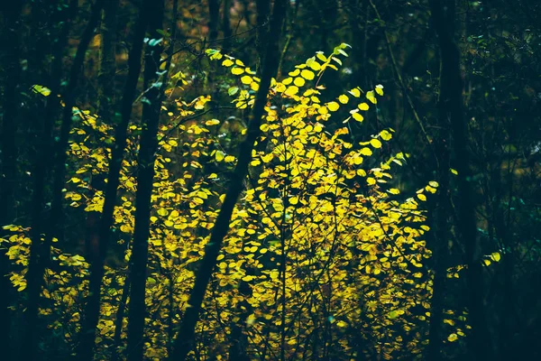 Yellow autumn leaves — Stock Photo, Image