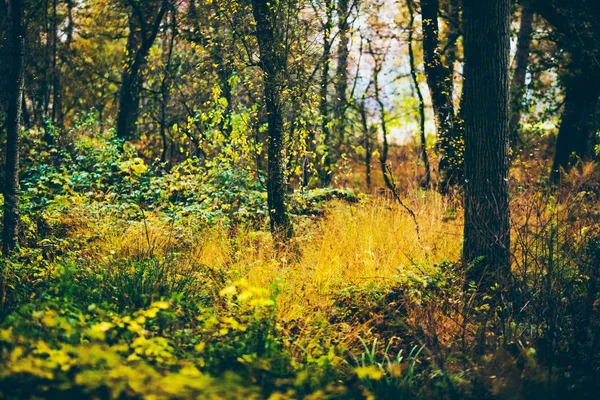 शरद ऋतु वन में पेड़ — स्टॉक फ़ोटो, इमेज