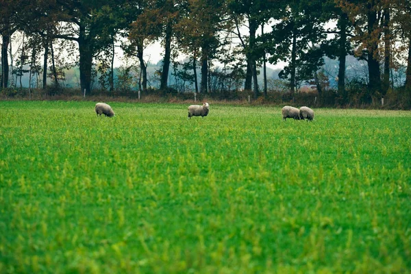 Grazing 양 그룹 — 스톡 사진