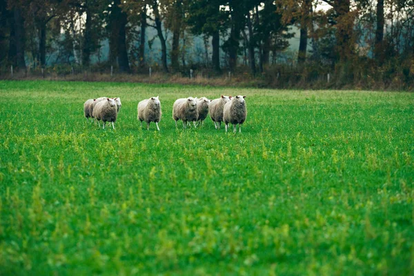 Troupeau de moutons marchant dans les champs — Photo