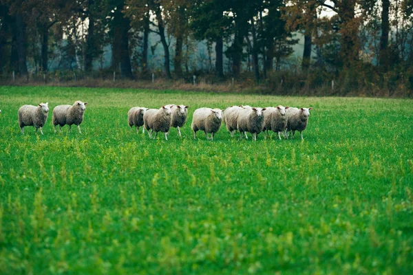 Tarlada yürüyen koyun sürüsü — Stok fotoğraf