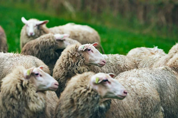 Sheep in green field — Stock Photo, Image