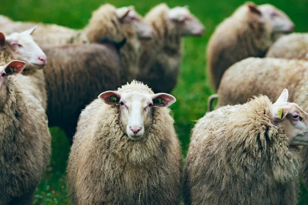 Herd of sheep on green grass — Stock Photo, Image