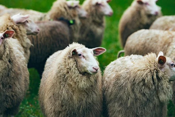 Rebanho de ovelhas na grama verde — Fotografia de Stock