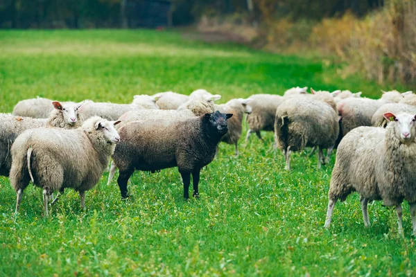 Pecore al pascolo su erba verde — Foto Stock