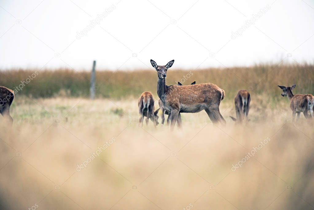 Herd of red deer in field