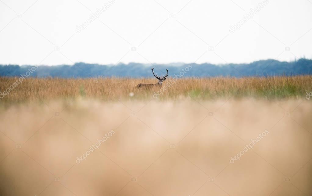 Red deer standing in grass