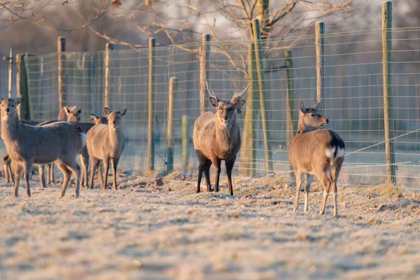 Fallow deer stag in herd — Stock Photo, Image