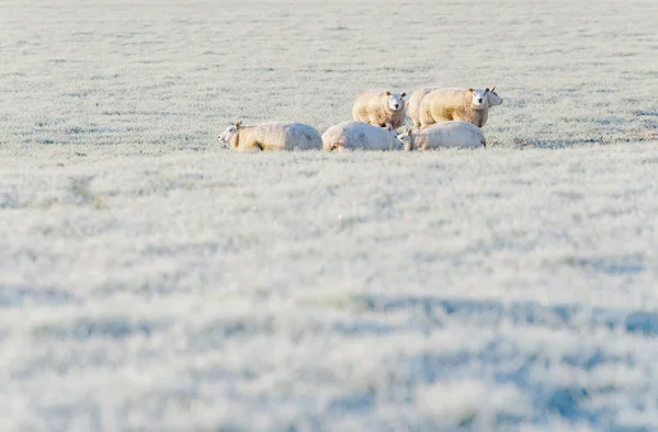 Troupeau de moutons dans la prairie . — Photo