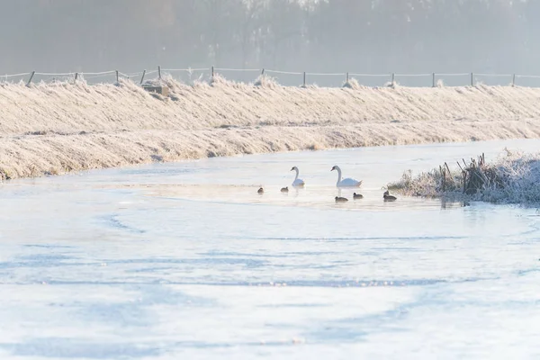 Swans family in frozen river — Stock Photo, Image