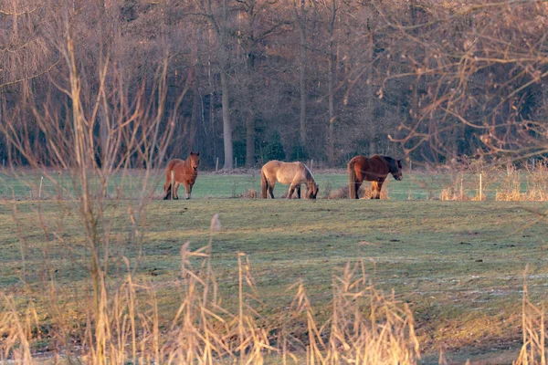 Коні на лузі, освітлені низьким сонячним світлом — стокове фото