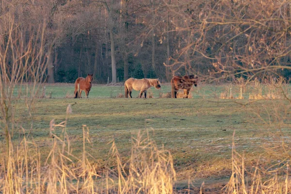 Horses in meadow lit by low sunlight — Stock Photo, Image