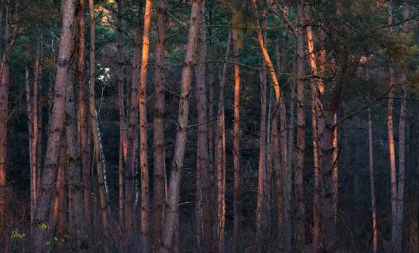 Malles dans la forêt de pins — Photo