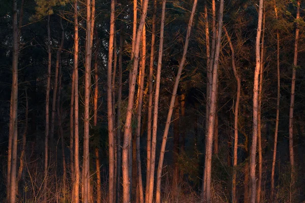 Κορμοί σε πευκόφυτο δάσος — Φωτογραφία Αρχείου