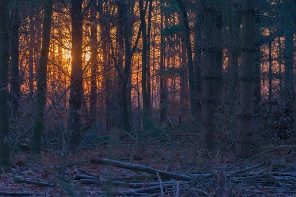 Çam ormanı içinde gövdeleri — Stok fotoğraf