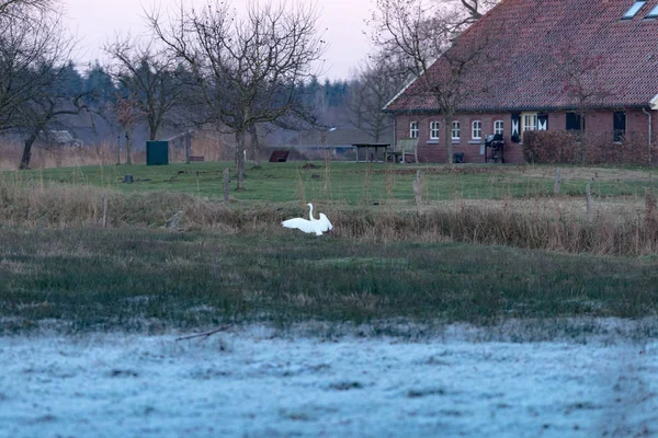 L'aigrette survole le fossé — Photo