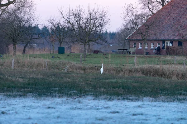 Alerta egret sentado na borda da vala — Fotografia de Stock