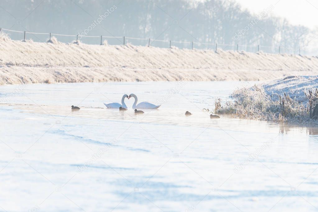 swans family in frozen river