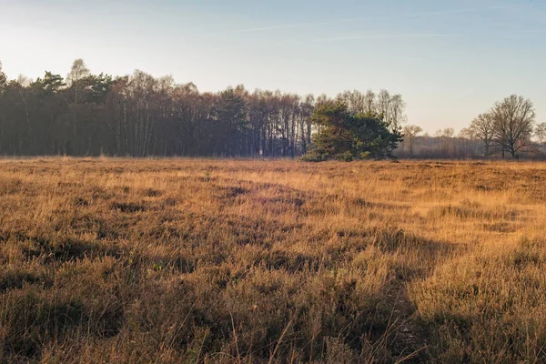 Field with high grass and row of trees — Stock Photo, Image