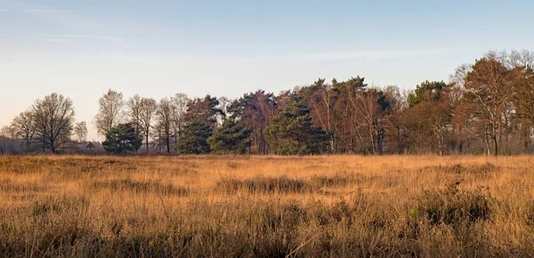 高い草と木の行フィールド — ストック写真