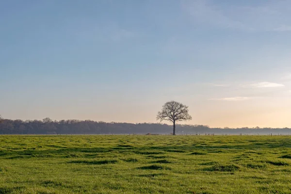 Árbol solitario de invierno —  Fotos de Stock